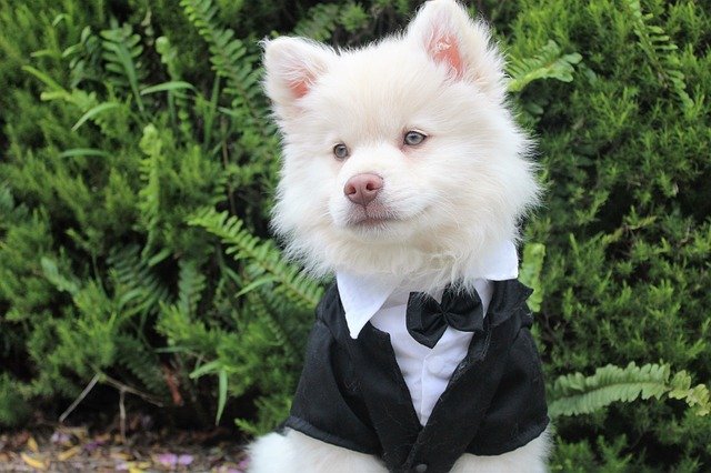 indian spitz dog dress