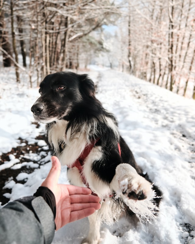 homemade dog paw balm